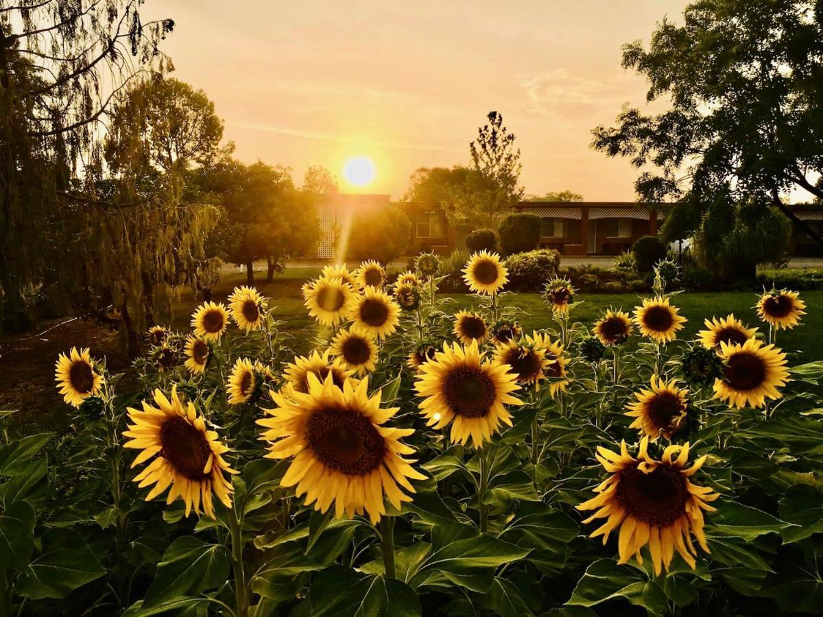 Quirindi Sunflower Motor Inn Esterno foto